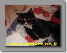 פיגארו מלך הבית פיגארו מלך הבית